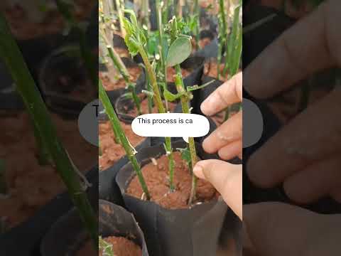 Growth 🌿#garden #fertilizer #roots #shorts #trending #homegrown #viralshorts #flowers #striking #bae