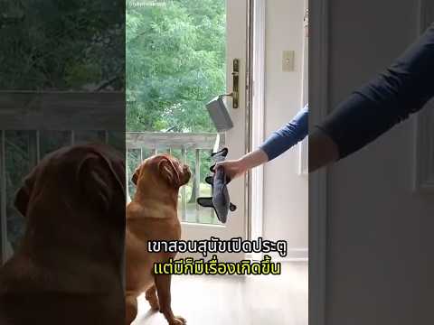 เขาสอนสุนัขเปิดประตูแต่ไม่คิดว่าจะเกิดสิ่งนี้