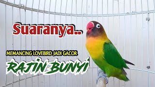 Download lagu Lovebird Ngekek Panjang Mantab, Suaranya Cepat Memancing Lovebird apapun Jadi Gacor Rajin BUNYI mp3 Download lagu Lovebird Ngekek Panjang Mantab, Suaranya Cepat Memancing Lovebird apapun Jadi Gacor Rajin BUNYI mp3