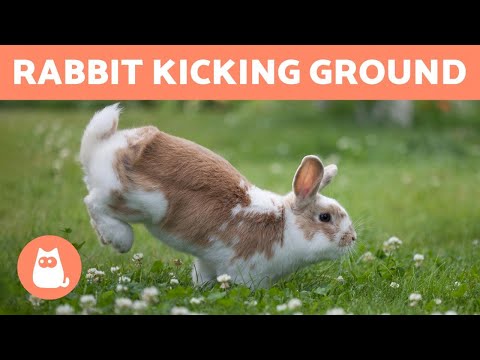 RABBIT Keeps KICKING Their BACK LEGS 🐰 (3 Main Reasons)