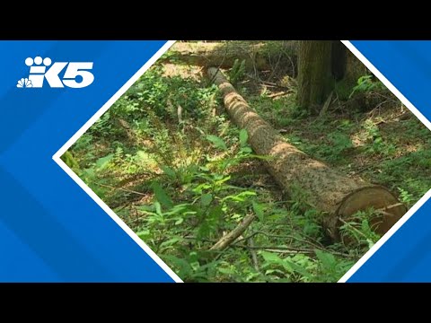 King County sues homeowners after 140 trees cut down