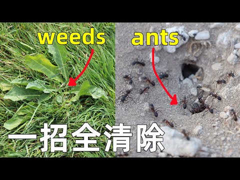 雜草花