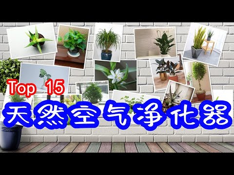 綠色植物的好處