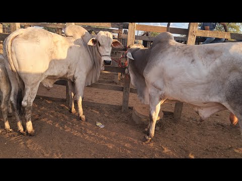PREÇO DO GADO NA VÉSPERA DE FEIRA EM TABIRA PE 
