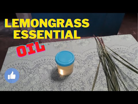 Como fazer óleo de capim-limão em casa