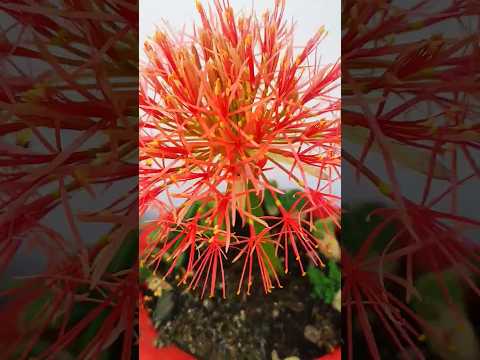 @ my garden 🏡 Pratima,# May flowar( footballlily)#ytshorts#shorts#viral#