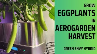 Grow Eggplants in Aerogarden Harvest Hydroponics, Green Envy