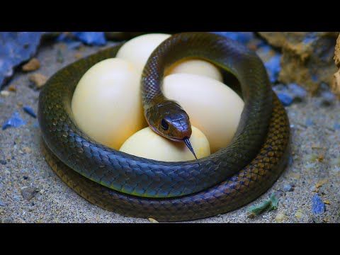 Stop Motion ASMR - Yummy Snakes for food Mud off Primitive Cooking IRL Recipe 4K | Cuckoo