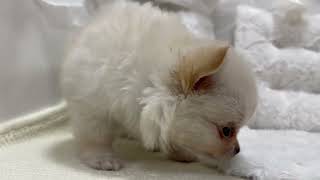 ハーフ犬の動画01