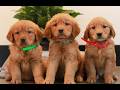 Golden Retriever dogs for sale: Jewel  - Video 1