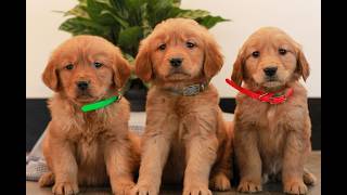 Video preview image #1 Golden Retriever Puppy For Sale in LITITZ, PA, USA