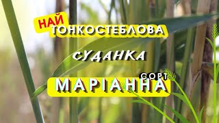 Marianna Sudanin ruohonsiemenet (Sorghum Sudanese), sideraatti - Kuva 2 | Agronetto FI Marianna Sudanin ruohonsiemenet (Sorghum Sudanese), sideraatti | Kuva 2 - Agronetto