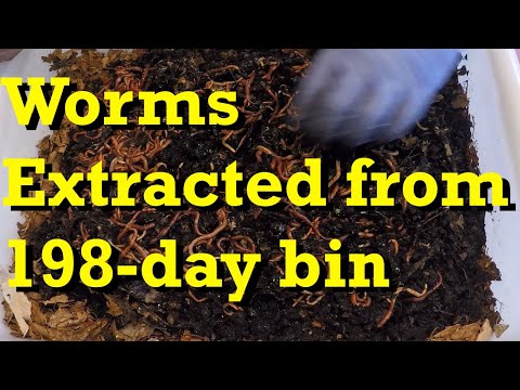 Worms extracted from oldest 198-day to newest 7-day bin - vermicomposting