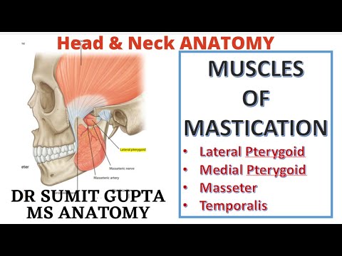 MUSCLES OF MASTICATION || Medial Pterygoid || Masseter || Temporalis ||