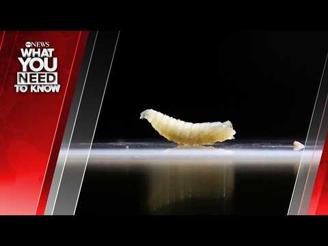 John Bolton to Plead Guilty; Screwworm Returns to U.S. What You Need to Know - June 4th, 2026