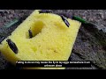4 Important Things To Consider While Rearing Black Soldier Fly II Part 1 II