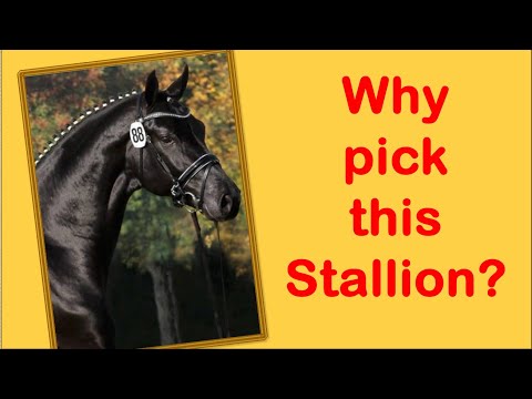 Was trägt Finest (v. Furstenball) zur Gleichung bei?