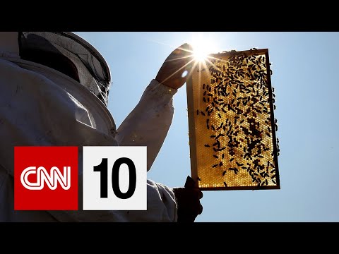 Why Honeybee Populations Are Declining | August 16, 2019