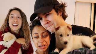 SURPRISING DAVID'S GIRLFRIEND LIZA KOSHY WITH MY GIRLFRIEND'S NEW PUPPY!!