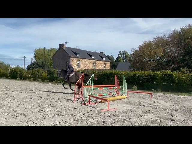 Mustang de Vima - Hongre de 4 ans