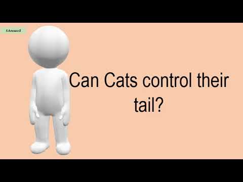 Can Cats Control Their Tail?