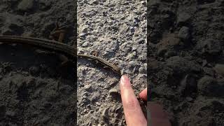 人懐っこいカナヘビいた #nature #自然 #アウトドア #asmr #爬虫類 #カナヘビ #日光浴 #癒し動画