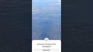 Tamba x Jenipapo, será que serve de isca? #pesca