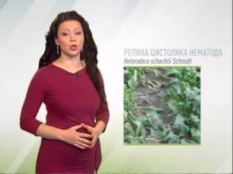 Zelena prognoza 18.3.2015. - Repina cistolika nematoda (Heterodera schachtii Schmidt)