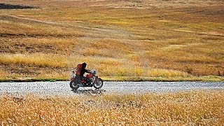 Gypsy Rider - King Penguin