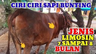 Download lagu CIRI CIRI SAPI INDUKAN LIMOSIN SUPER BUNTING 7-8 BULAN# mp3