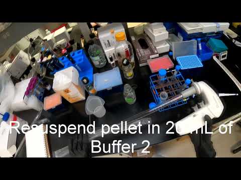 CBCH 4414 Lab - Spheroplast Isolation