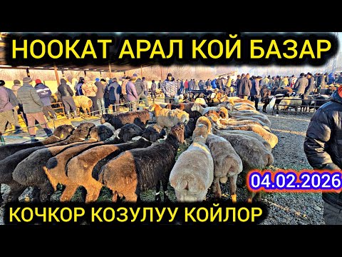 НООКАТ АРАЛ КОЙ КОЧКОР БАЗАР 04.02.26 #байкж 