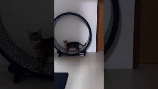猫用ランニングマシーンでウォーキングを楽しむ猫【ベンガル猫】