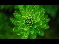 Perfidia(perfidy) - Nana Mouskouri :  with Lyrics(가사번역) ||  불신, 배신(행위)