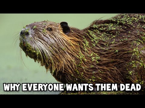 Nutria, camargue France, invasion