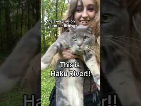 Haku River 💙 the bestest buddy cat & most of my friends don’t believe he exists because they have