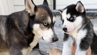 Wolfe Did NOT Like Meeting My Foster Puppies!