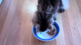 Feeding your pet Omega-3 DHA - ArcaNatura