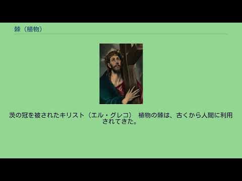 キリストのとげ 植物