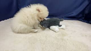 ポメラニアンの動画01