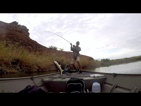 MINI SWIMBAITS for MINI BASS