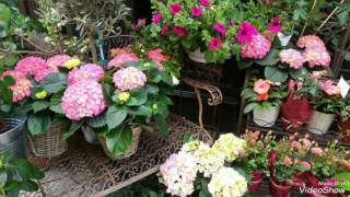 Beautiful flowers from Vienna! Spring 2016!