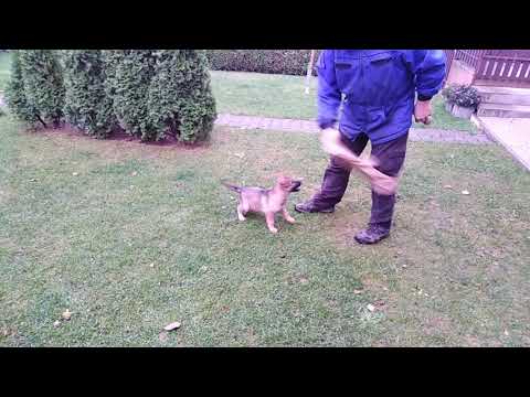 Tessy z Jukasu - 8 weeks - FOR SALE