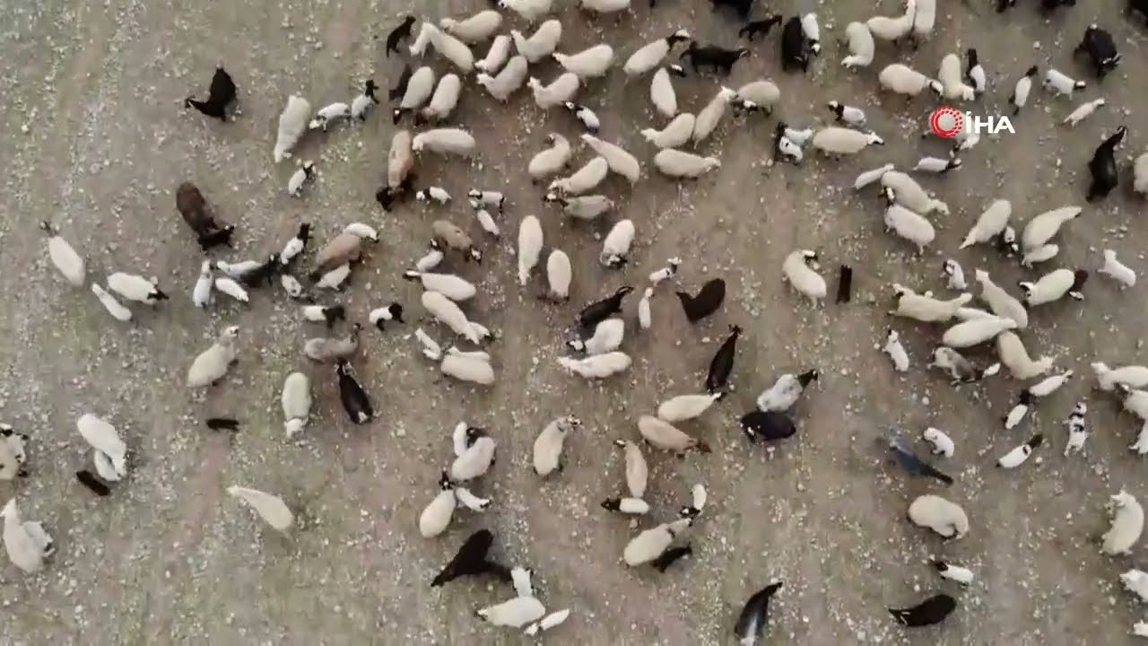 Kuzu ve Koyunların kış imtihanı