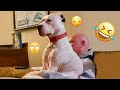 I Dare You Not To LAUGH At These FUNNY DOGS Best Funny Animals Videos 2025 86