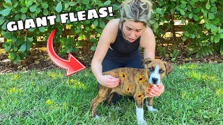 PULLING MASSIVE FLEAS OFF RESCUED PUPPIES!