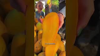 Have you ever seen mangos this perfect!? 😍 #shorts #romeoeats #mango