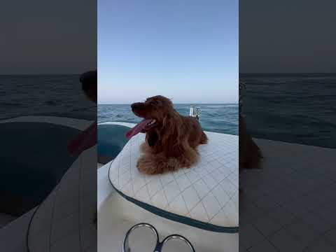 Hana in boat 🚤 #cockerspaniel #dog  #boat #doglover