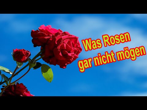 Diese Pflegefehler solltest du bei Rosen vermeiden unbedingt vermeiden!