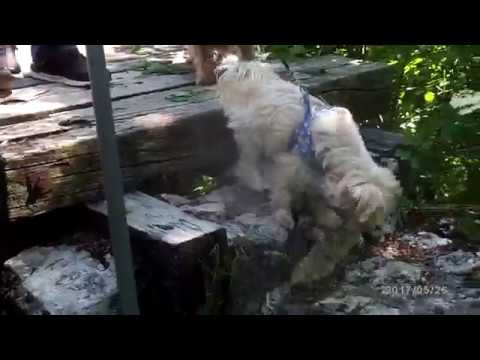 Oftringen Burgruine Alt Wartburg.Bgr